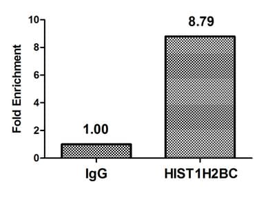 Polyclonal Rabbit anti-Human HIST1H2BN Antibody (WB)