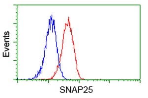 SNAP25 Antibody (clone OTI 1E6)