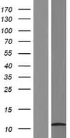 HSBP1L1 Protein (Over-Expression Lysate Myc-DDK (Flag))