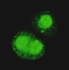 Monoclonal Mouse anti-Human TRIM28 / KAP1 Antibody (C-Terminus, IHC, IF, WB)