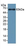 CYP1A1 Antibody (aa251-521)