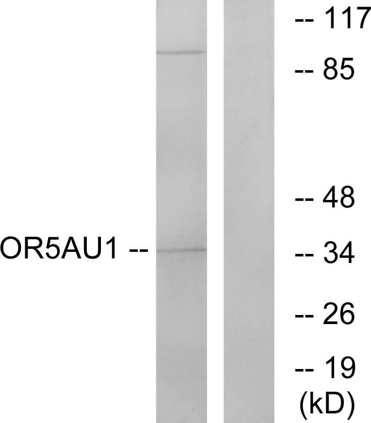 OR5AU1 Antibody (aa201-250)