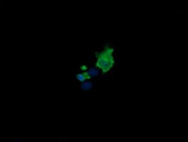 MDM4 / MDMX Antibody (clone OTI4E10)