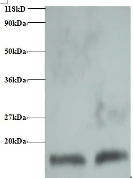 CSTB / Cystatin B / Stefin B Antibody (FITC)