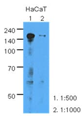 Monoclonal Mouse anti-Human EGFR Antibody (clone AT6E3, WB)