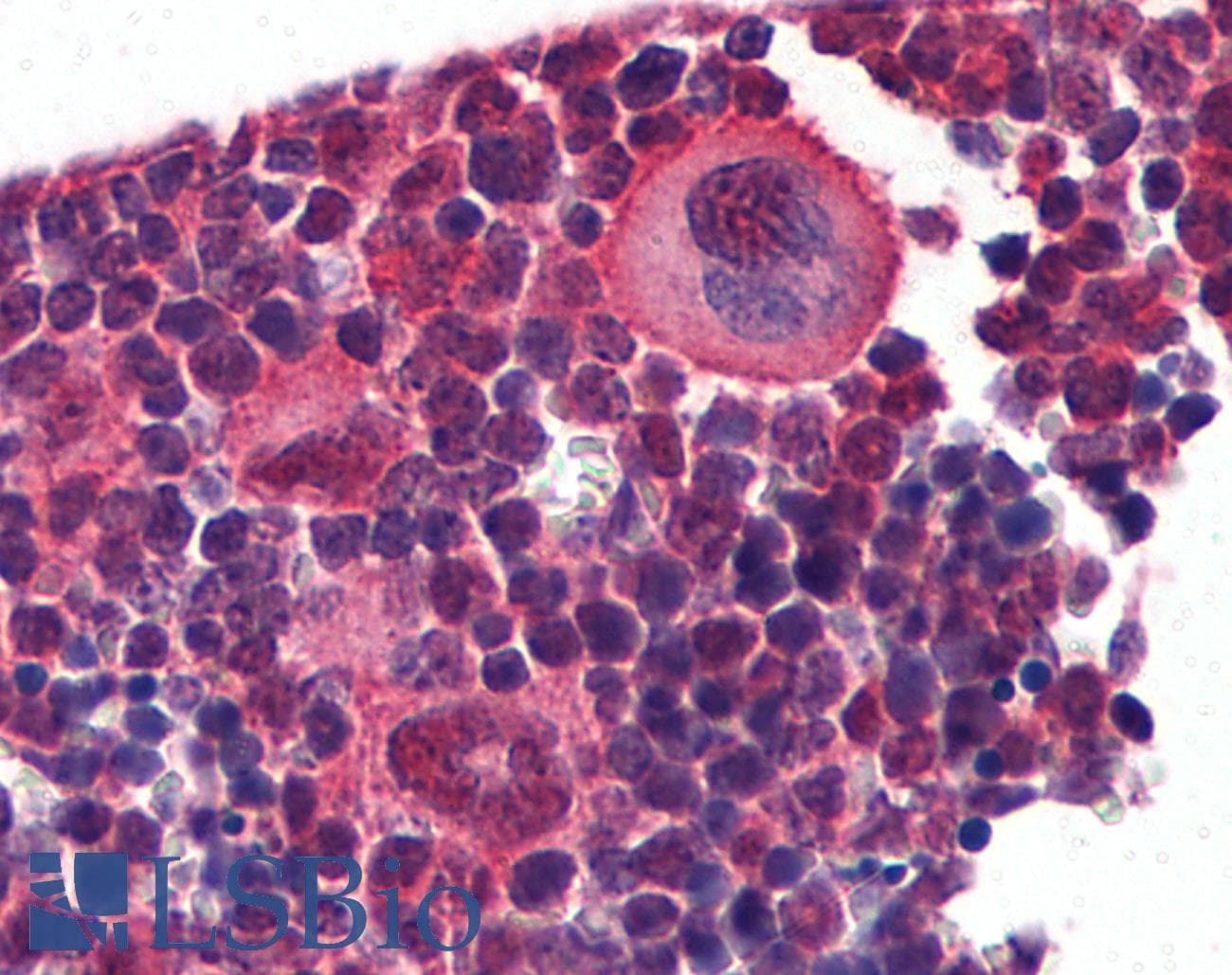 Polyclonal Rabbit anti-Mouse NKX2-3 Antibody (FITC, aa281-330, IHC, WB)
