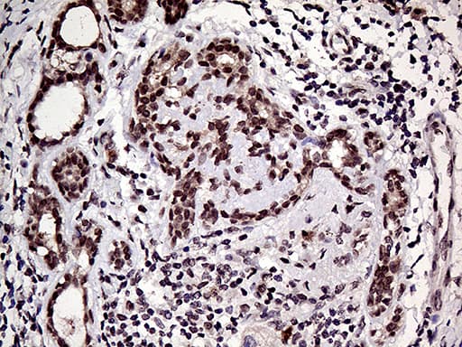 HOXD9 Antibody (aa109-352, clone OTI1H3)