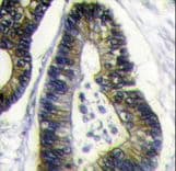 FAU / Fub1 Antibody (aa1-30)