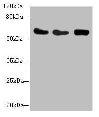 CSRNP2 / FAM130A1 Antibody