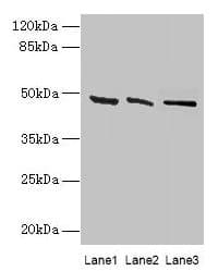 HSDL2 Antibody