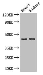 NRXN1 / Neurexin 1 Antibody