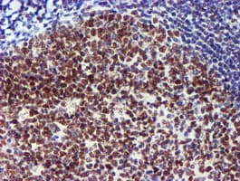 USP7 / HAUSP Antibody (clone OTI1F12, Carrier-free)