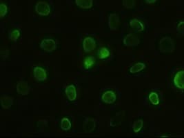 GSC / Goosecoid Antibody (clone OTI4F11)