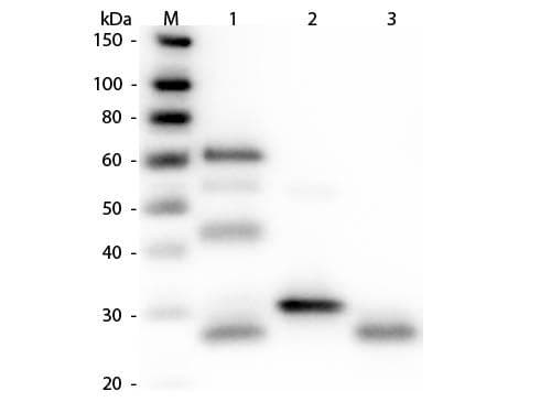 Rabbit Anti-Chicken IgY Secondary Antibody (AP)
