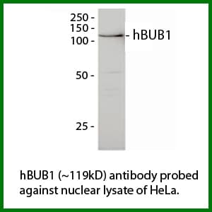 Monoclonal Mouse anti-Human BUB1 Antibody (clone P8.14H5.1H1, IF, WB)