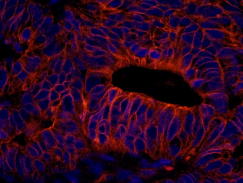 SPTAN1 / Alpha Fodrin Antibody (aa2422-2472)