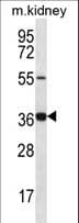 GRXCR1 Antibody (aa83-112)