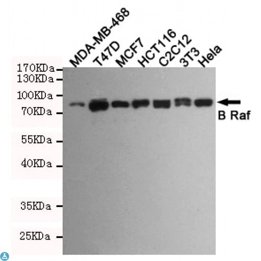 BRAF / B-Raf Antibody