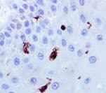 CD207 / Langerin Antibody (clone 12D6, Ready-to-Use)