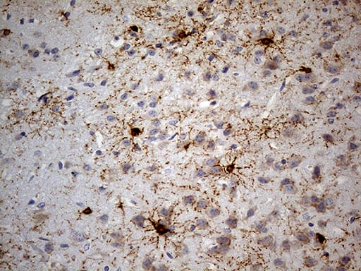 GPR17 Antibody (clone OTI9D6, Carrier-free)