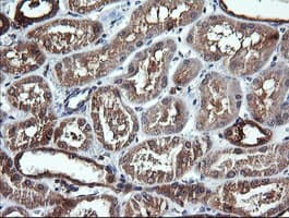DNM1L / DRP1 Antibody (clone OTI3F3, Carrier-free)