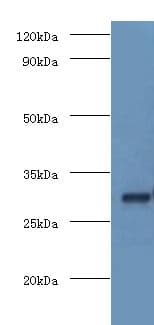 COPS7A Antibody (aa2-275, HRP)