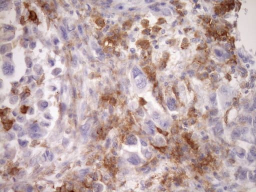 Monoclonal Mouse anti-Human CPM / Carboxypeptidase M Antibody (clone OTI1F8, aa124-423, IHC, WB)