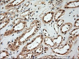 NTF4 / Neurotrophin 4 Antibody (clone OTI2E8)