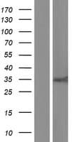 VASH2 Protein (Over-Expression Lysate Myc-DDK (Flag))