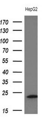 TNNI2 Antibody (clone OTI3A11)