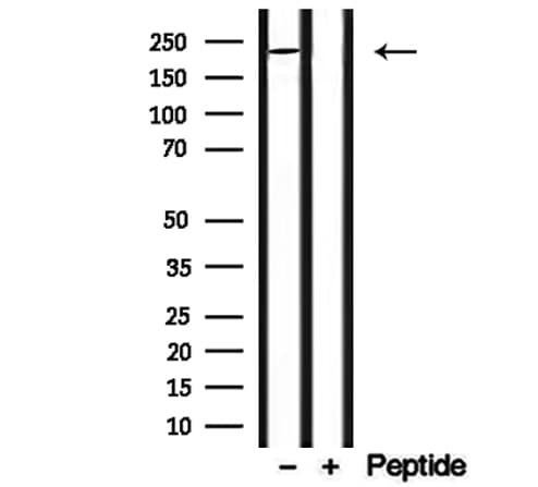 MYO16 Antibody