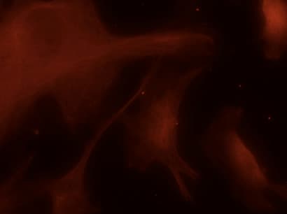 Polyclonal Goat anti-Human TUBA4A / TUBA1 Antibody (C-Terminus, IF, WB)