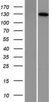DNA2 Protein (Over-Expression Lysate Myc-DDK (Flag))