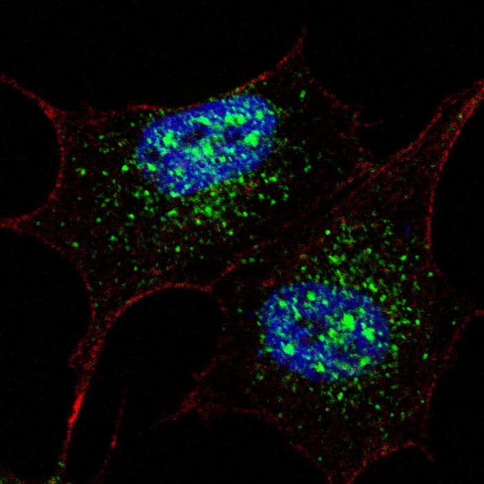 NANOG Antibody (Ser285)