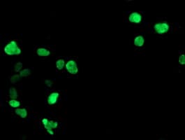 RAP74 / GTF2F1 Antibody (clone OTI2H3)