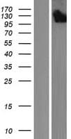 MYCBPAP Protein (Over-Expression Lysate Myc-DDK (Flag))