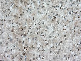 ERIC-1 / TACC3 Antibody (clone OTI6F1, Carrier-free)