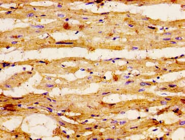 Polyclonal Rabbit anti-Human GSPT1 Antibody (IHC, IF)