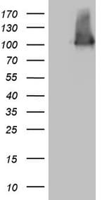 MLPH / Melanophilin Antibody (aa295-600, clone OTI6E8)