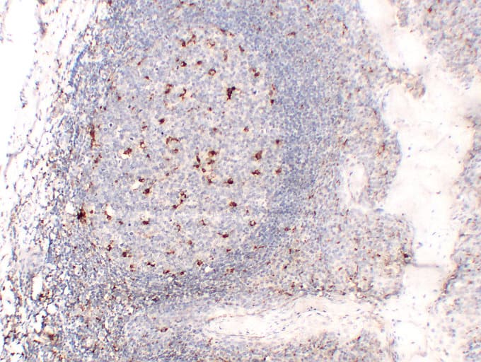 CD68 Antibody (clone ABT-CD68)