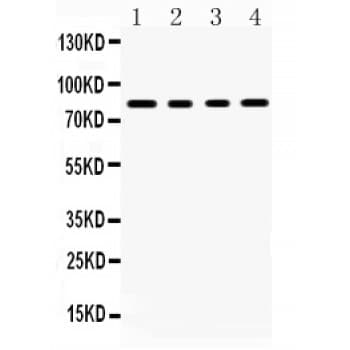 Polyclonal Rabbit anti-Human SP4 Antibody (aa592-620, WB)