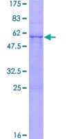 Human KLK8 / Kallikrein 8 Protein (Recombinant GST)