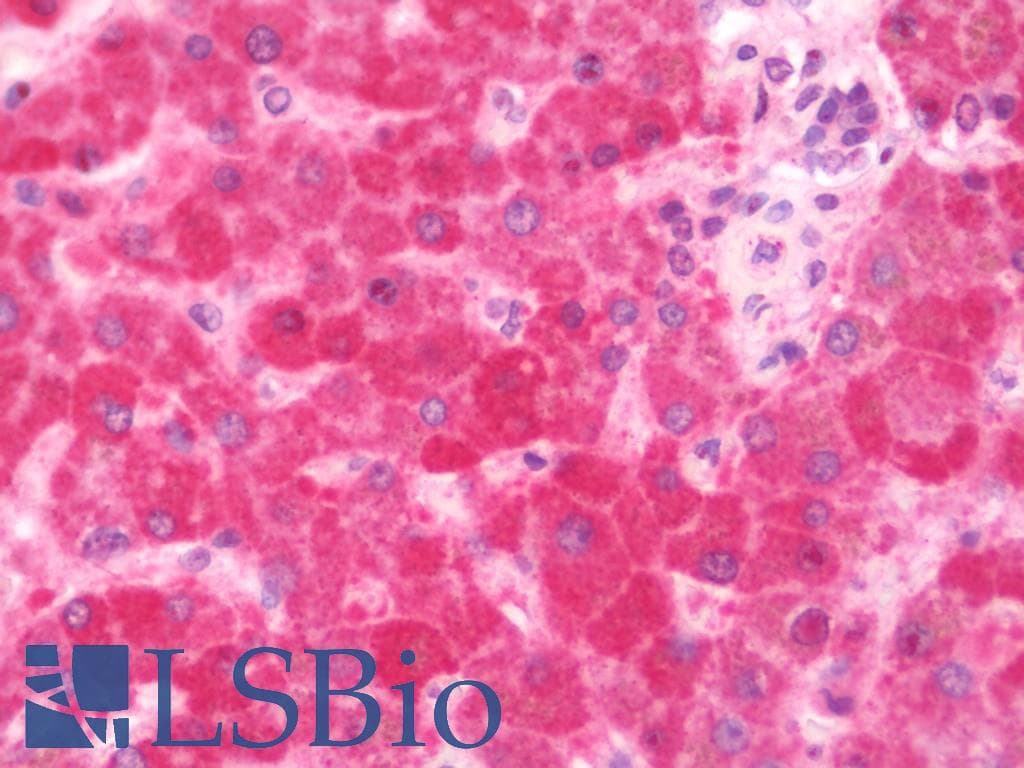 IHC-plus™ PUF60 Antibody (aa346-523)