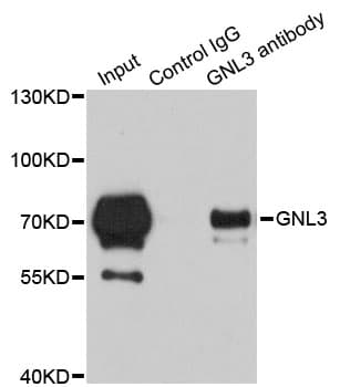 GNL3 / NS / Nucleostemin Antibody