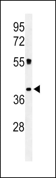 CD300LF / CD300f Antibody (aa56-84)