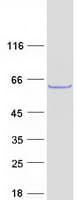 Human SHOC2 Protein (Recombinant Myc-DDK (Flag))