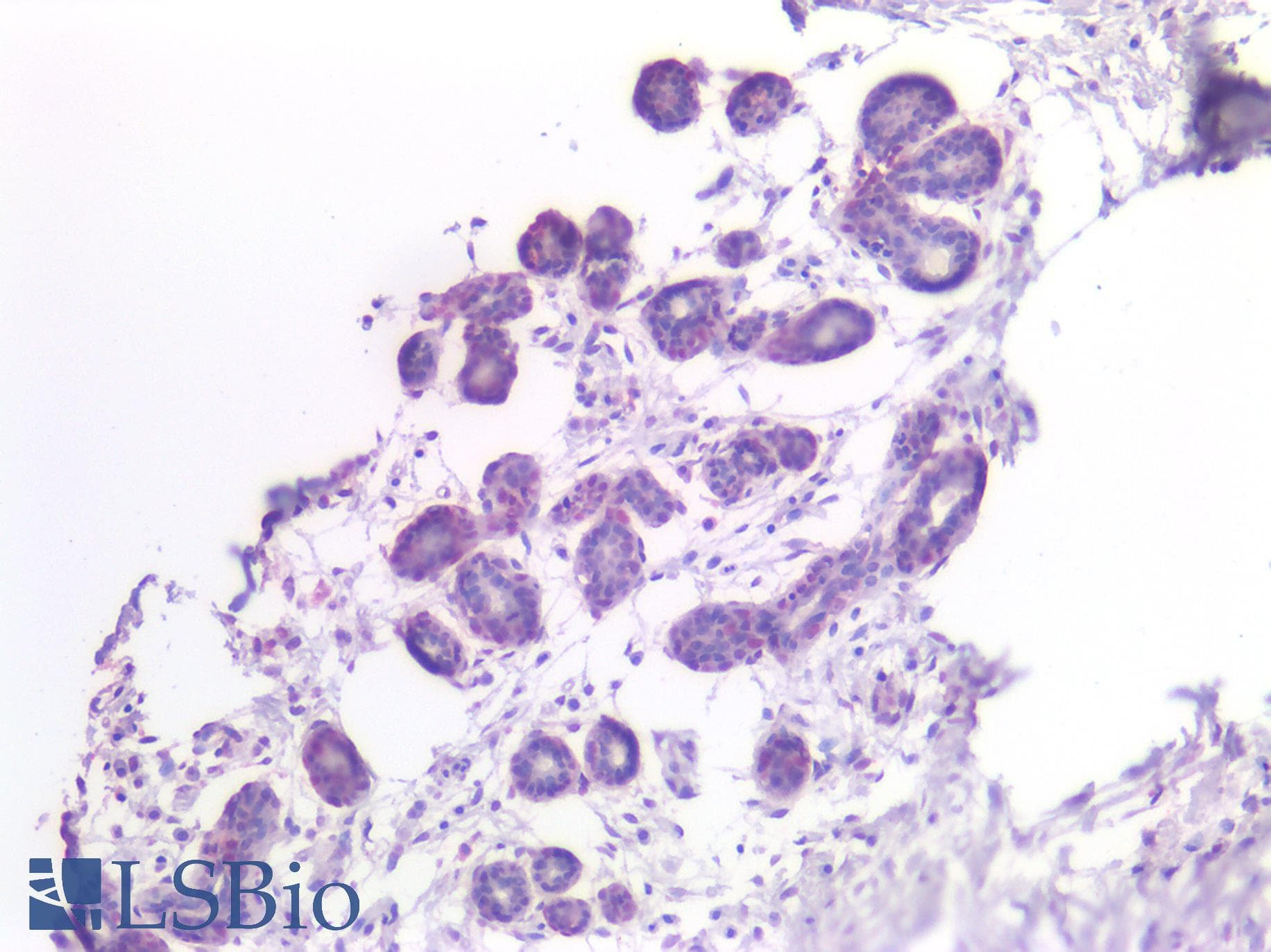 PathPlus™ MRGPRX2 / MRGX2 Antibody (Extracellular Domain)