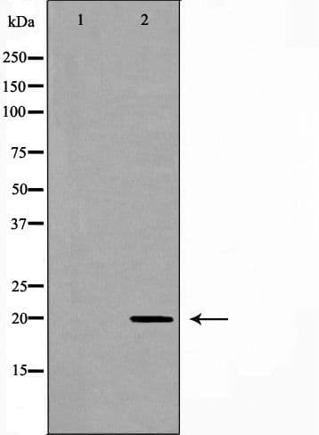 RAMP2 Antibody