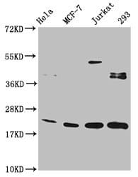 HIST1H1C Antibody