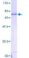 Human DNAJC1 Protein (Recombinant GST)
